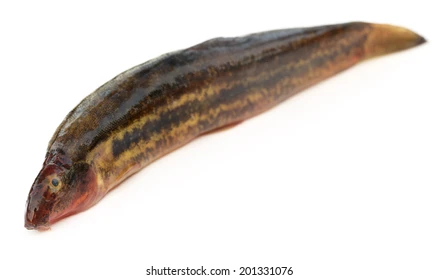 Gutum Fish
